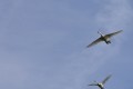 monique_f comme 2 cygnes